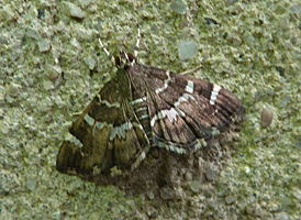 Spotted Beet Webworm
